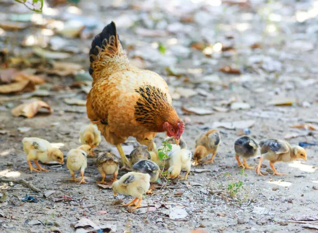 5 Reasons To Raise Chickens At Home