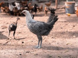 4 Animals You Can Raise With Chicken