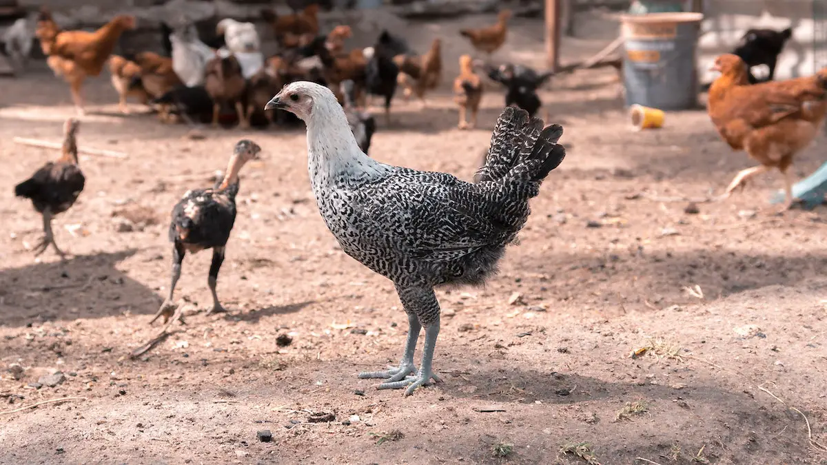 4 Animals You Can Raise With Chicken