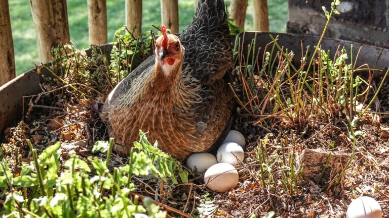 Best Chicken For Egg Production