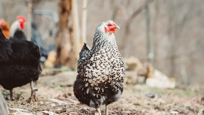 Best Chickens For Meat and Egg Production