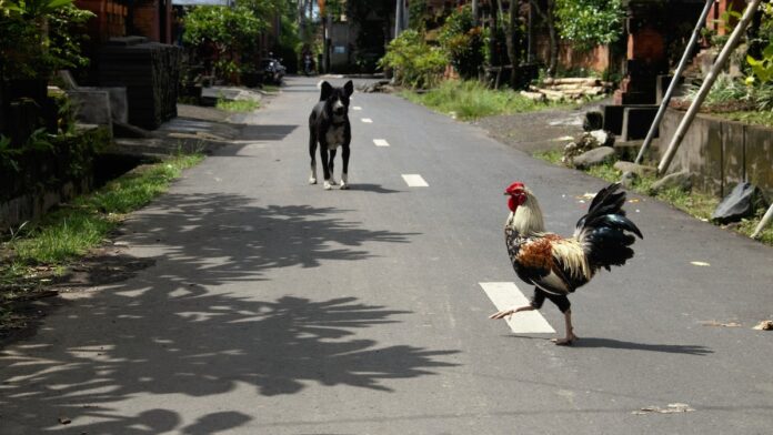 Best Pet Chickens You Can Raise At Home