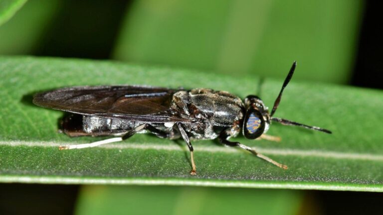 Black Soldier Fly