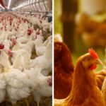 Broilers vs Layers Farming