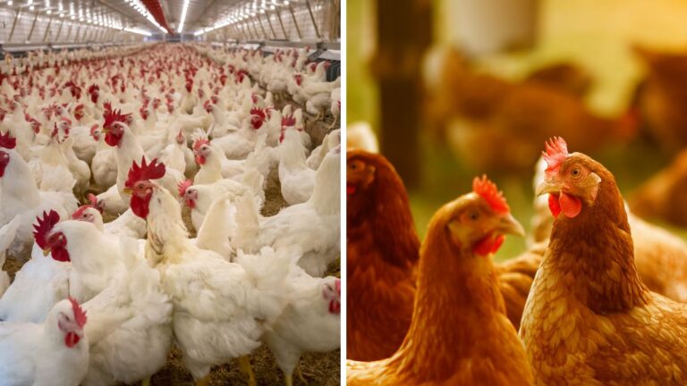 Broilers vs Layers Farming