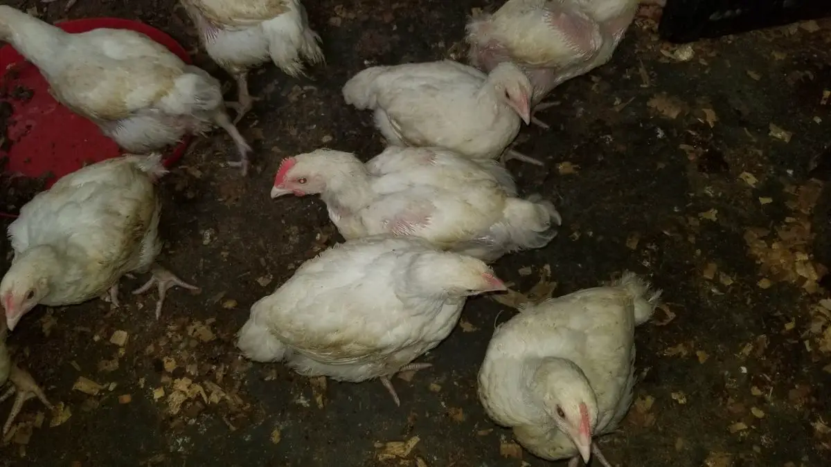 Businesses You Can Start With N 500,000 - Poultry Birds