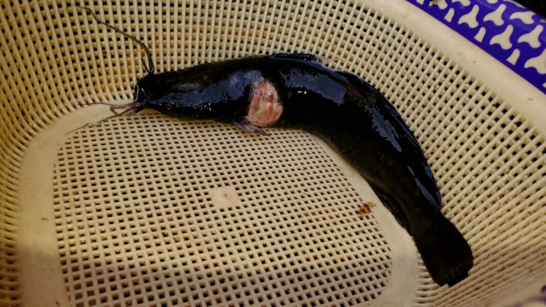 5 Diseases And Treatments For Catfish