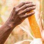 Types Of Crops To Plant During Rainy Season