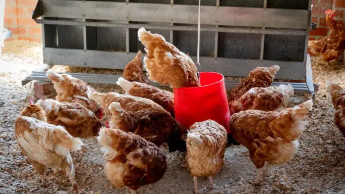 Feeding Equipment For Chickens