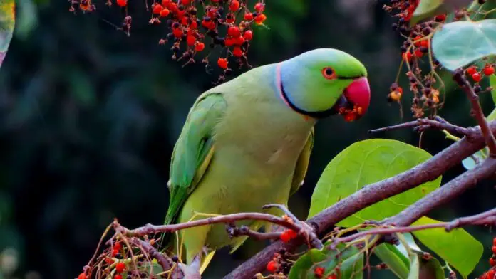 Fun Facts About Parrots