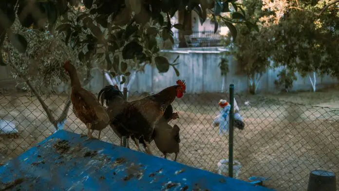 How To Start A Backyard Poultry Farm