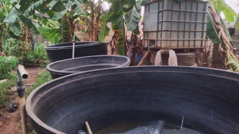 How To Start A Fish Farm