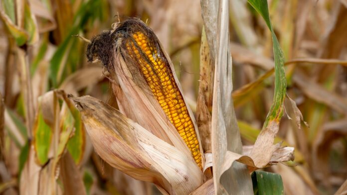 How To Start A Maize Farm