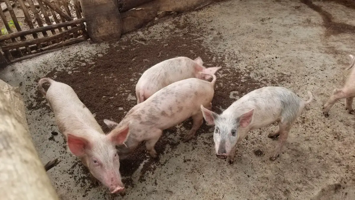 How To Start A Pig Farm