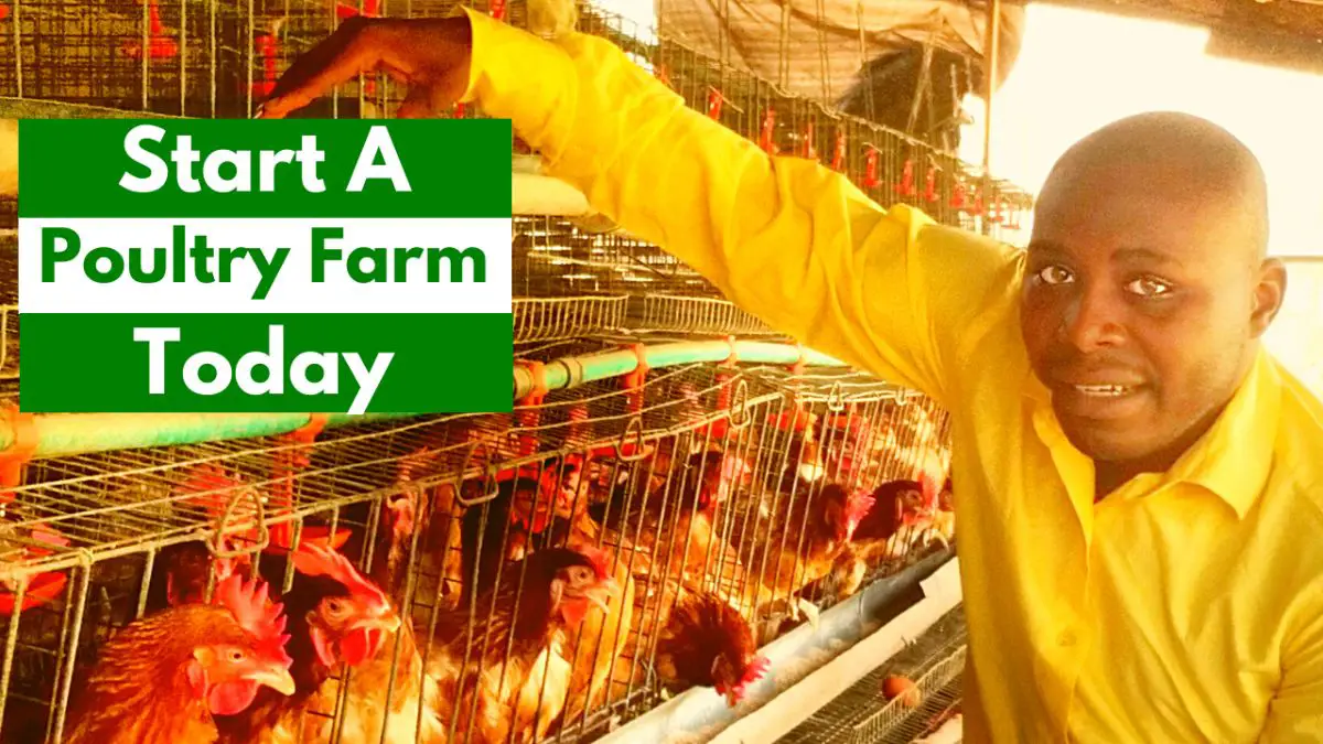 How To Start A Poultry Farm