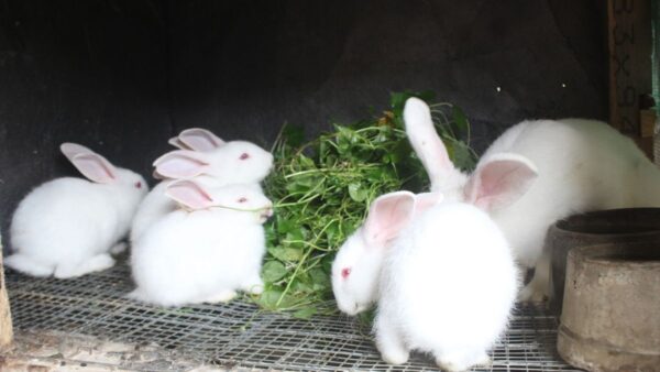 How To Start A Rabbit Farm: What Do You Need To Know?