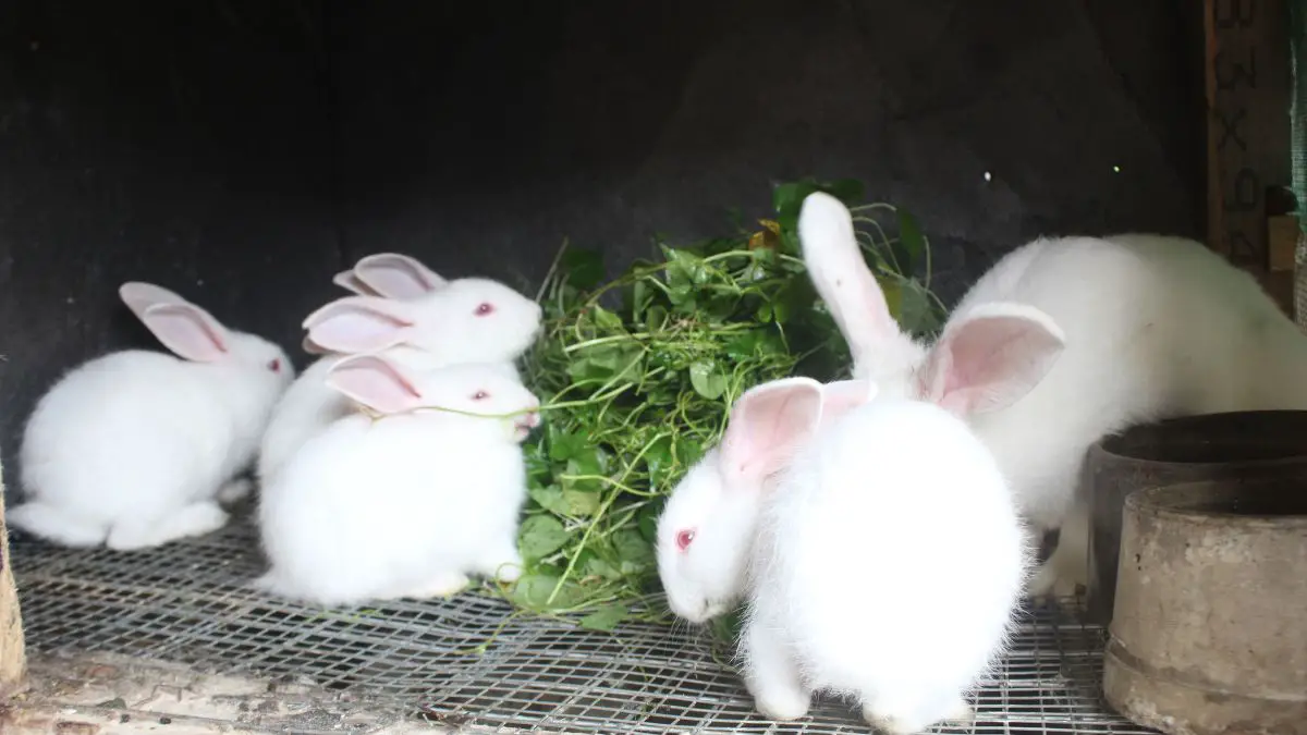 How To Start A Rabbit Farm | Rabbits Eating