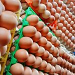 How To Start Egg Distribution Business