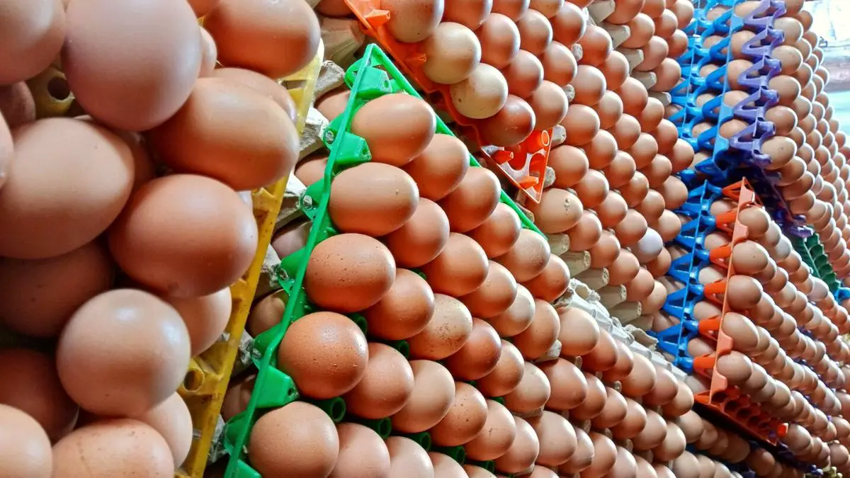 How To Start Egg Distribution Business