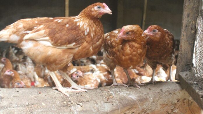 Laying Hens for Beginners