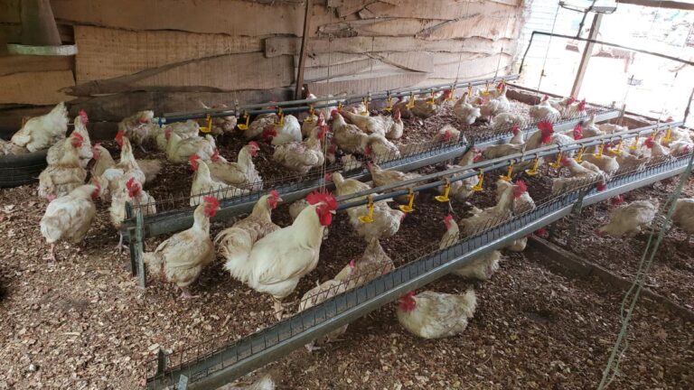 Livestock Ideas You Can Start At Home