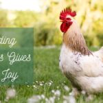 Quotes About Chicken