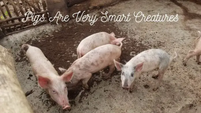 Quotes on Pig Farming
