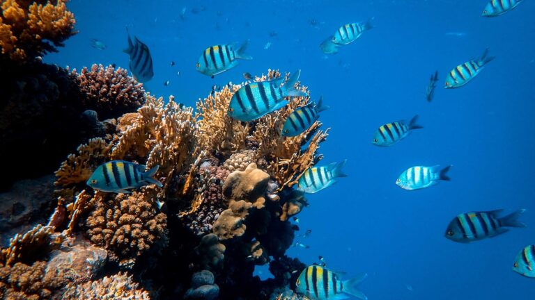Types of Fish Farming