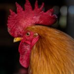 What Is A Chicken Comb?