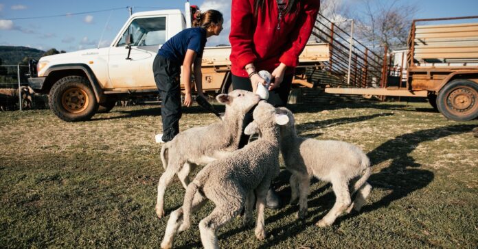 Ways To Get The Right Employees On Your Farm