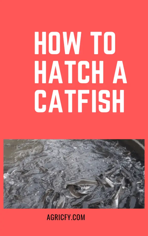 How To Hatch Catfish