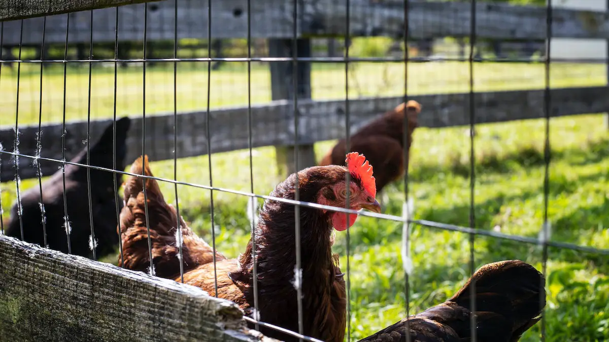 How To Protect Your Poultry Birds From Predators
