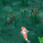 Types of Fish For Aquaponics