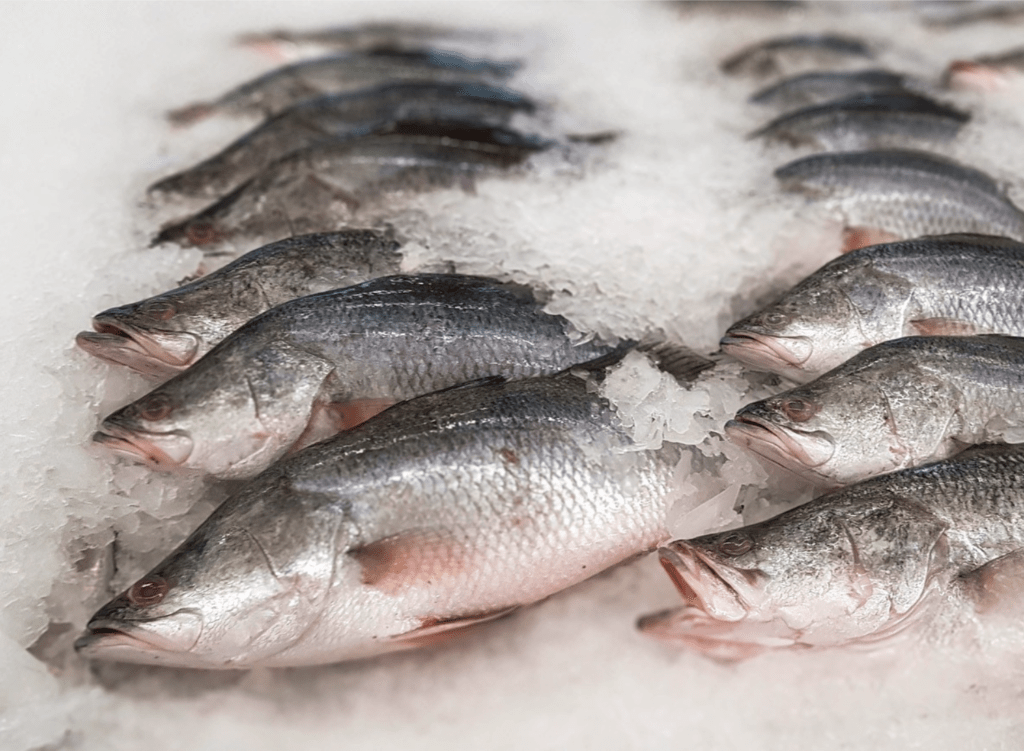 Barramundi