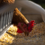 Best Chicken Feeds for Laying Hens