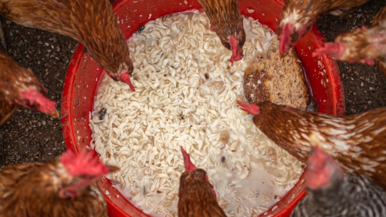 Types of Poultry Farming Equipment