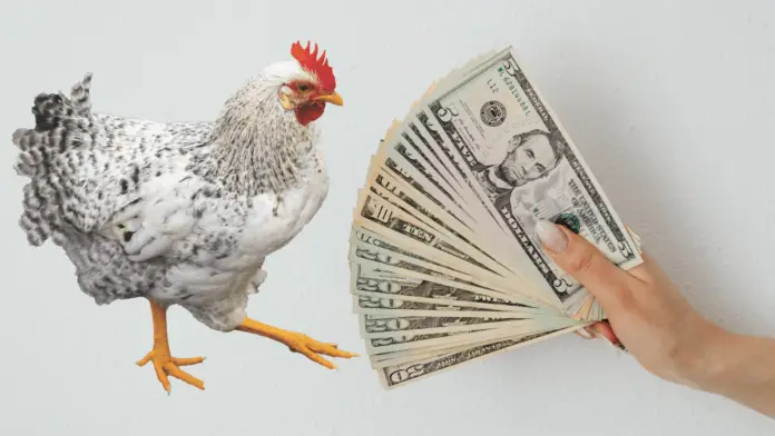 8 Uncommon Ways To Make Money From Poultry Farming