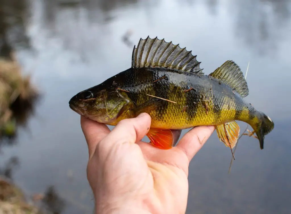 Yellow Perch fish in a hand