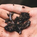 How To Deworm Your Chicken