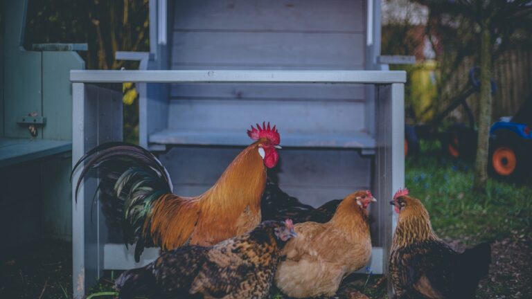 How To Reduce Chicken Feed Waste