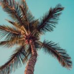 How To Start An Oil Palm Plantation