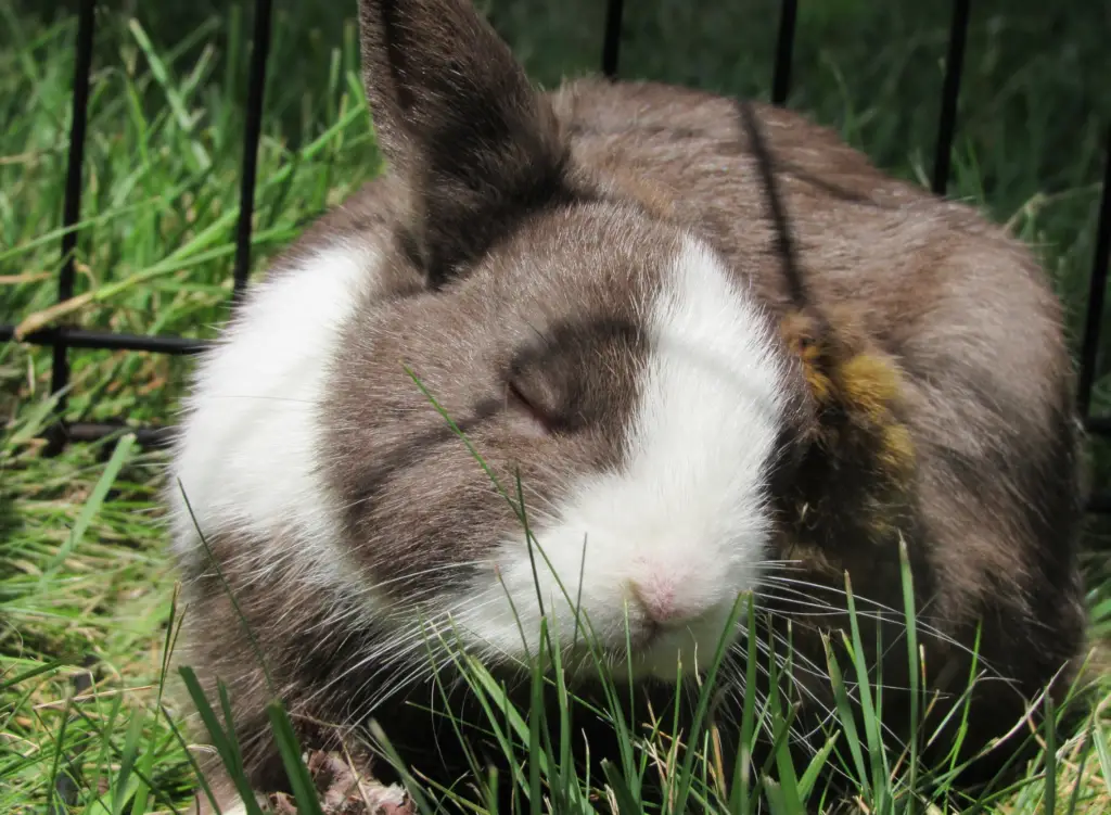 Netherlands Dwarf Rabbit