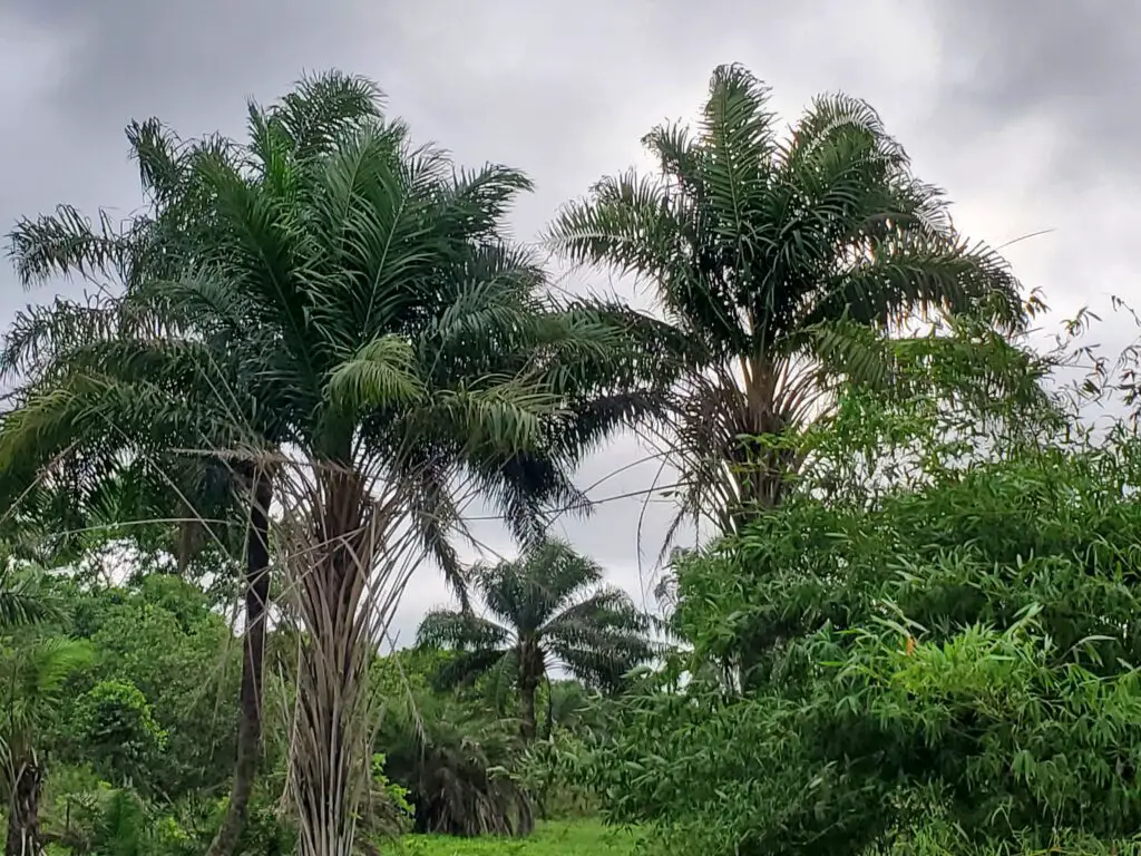 Oil Palm Plantation Tree