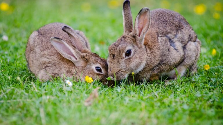 Rabbit Breeds To Have