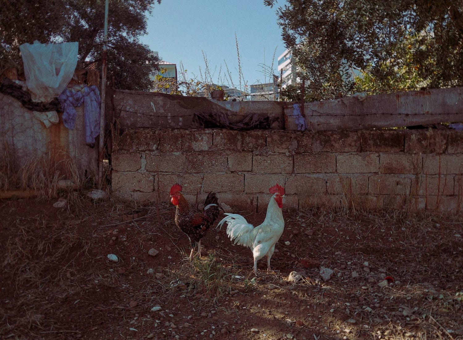 Chicken Names 6 Ways To Name Your Poultry Birds