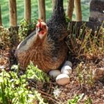 Weather Conditions for Laying Hens